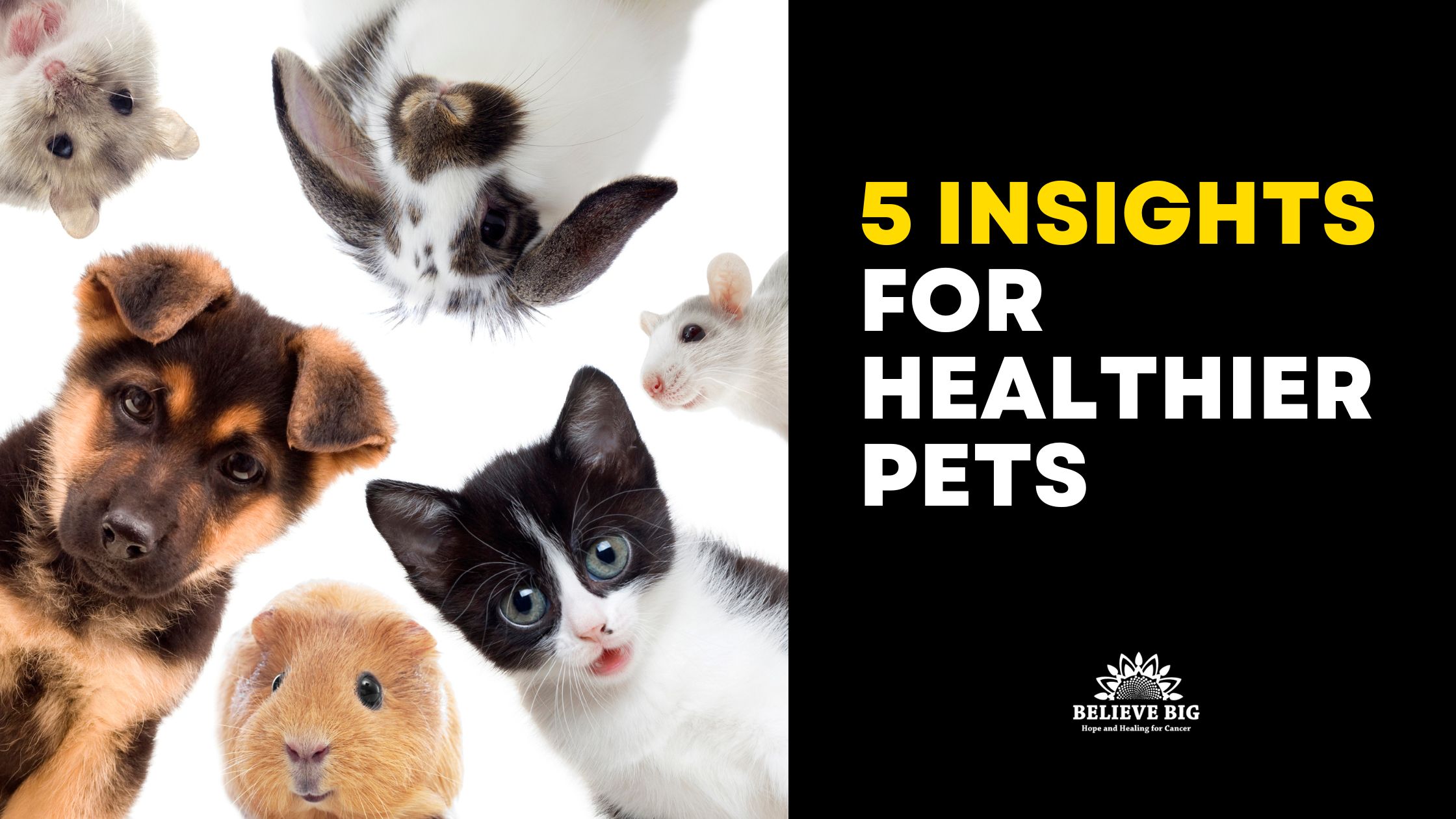 5 Insights for Healthier Pets with Dr. Judy Jasek, Integrative Veterinarian